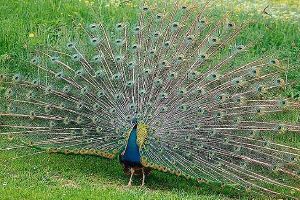 Peahens prefer peacocks with exaggerated masculine traits